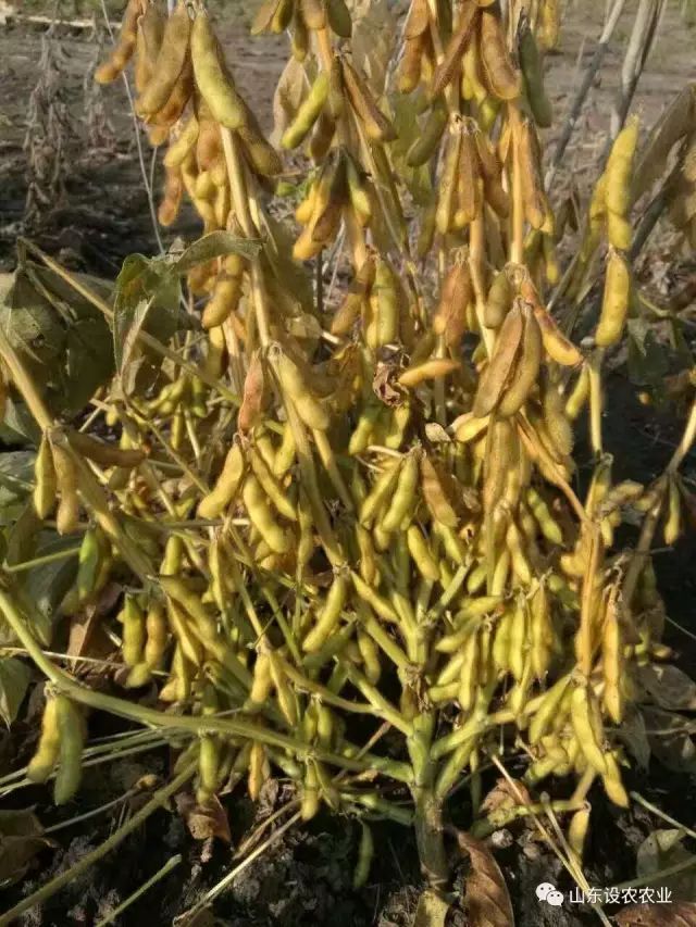 致富种植什么比较赚大钱_致富种植视频全集_种植致富的方式