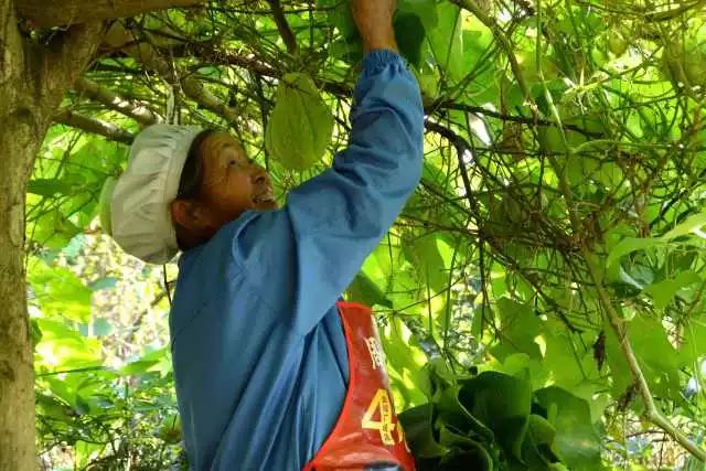 致富经佛手瓜种植_佛手瓜种植致富经_瓜致富种植佛手图片