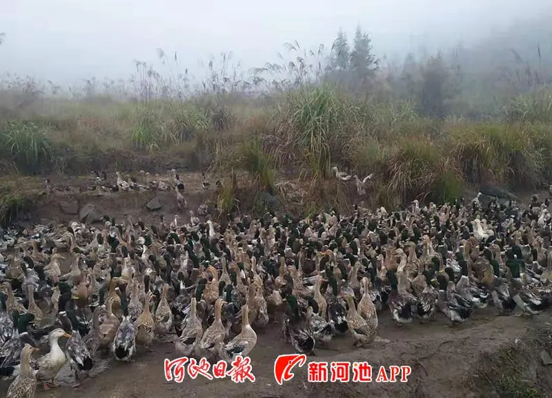 致富经养鸭_致富经海鸭_海鸭子 致富经