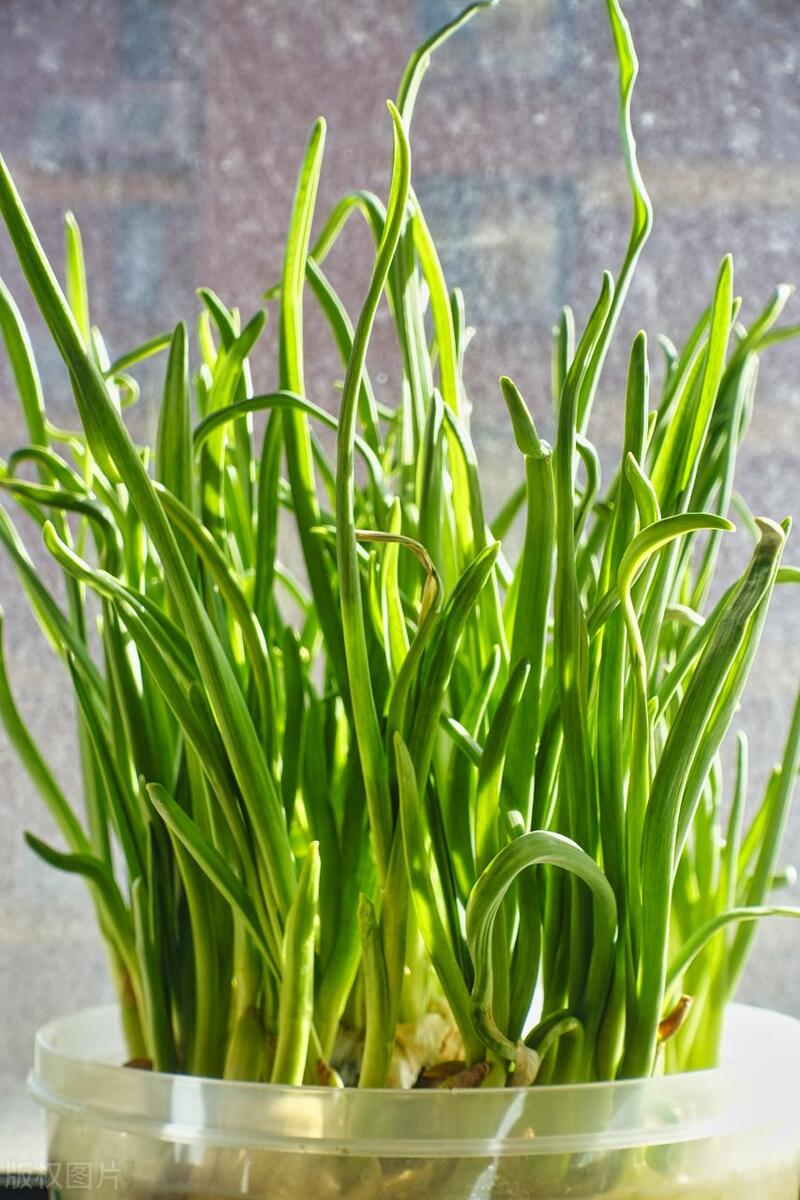 青祘种植技术_青种子种植方法和要求_种植青椒图片