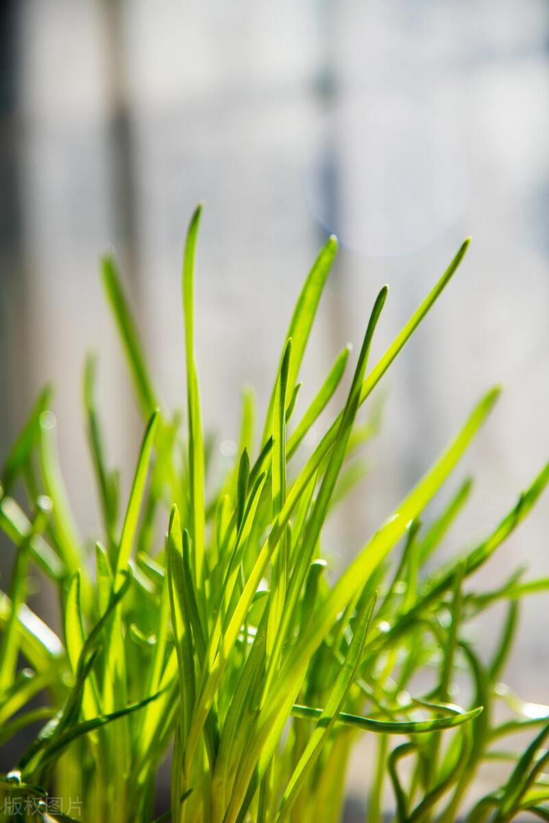 种植青椒图片_青祘种植技术_青种子种植方法和要求