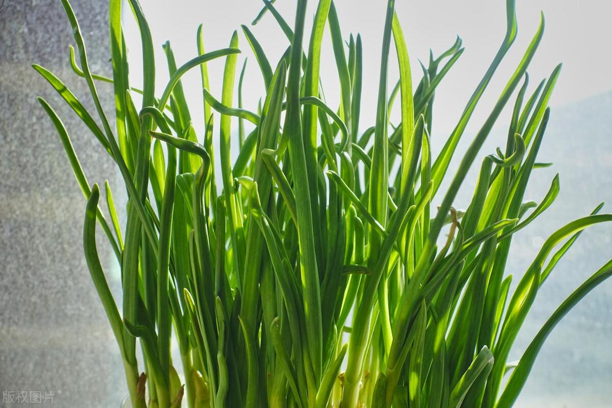 青种子种植方法和要求_青祘种植技术_种植青椒图片