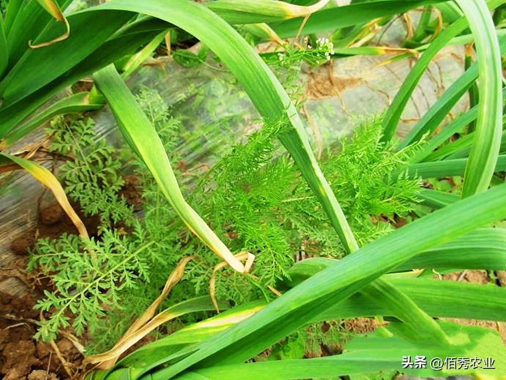 种植青椒图片_种植青菜图片_青祘种植技术