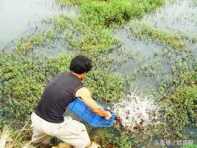 卖水草致富经_种植水草利润大吗_卖水草的小店叫什么