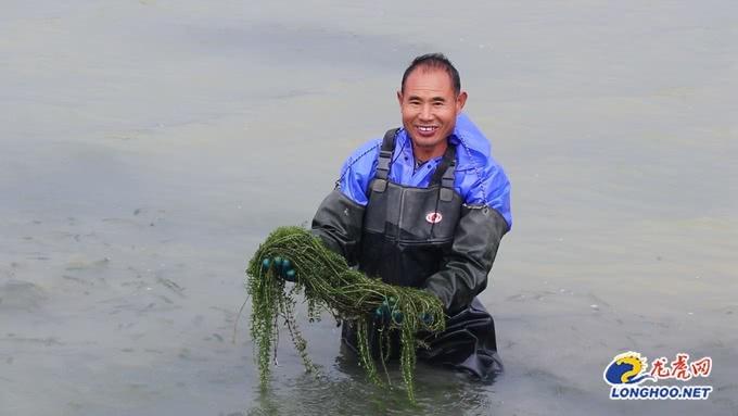 卖水草赚钱吗_卖水草致富经_种植水草利润大吗