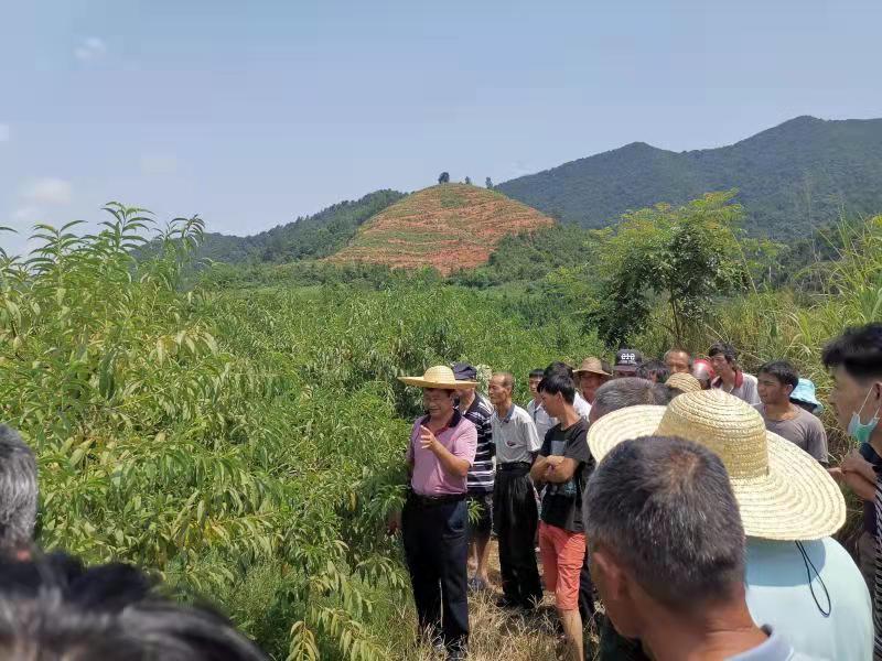 水蜜桃树种植技术_种植树水蜜桃技术要求_种植树水蜜桃技术视频