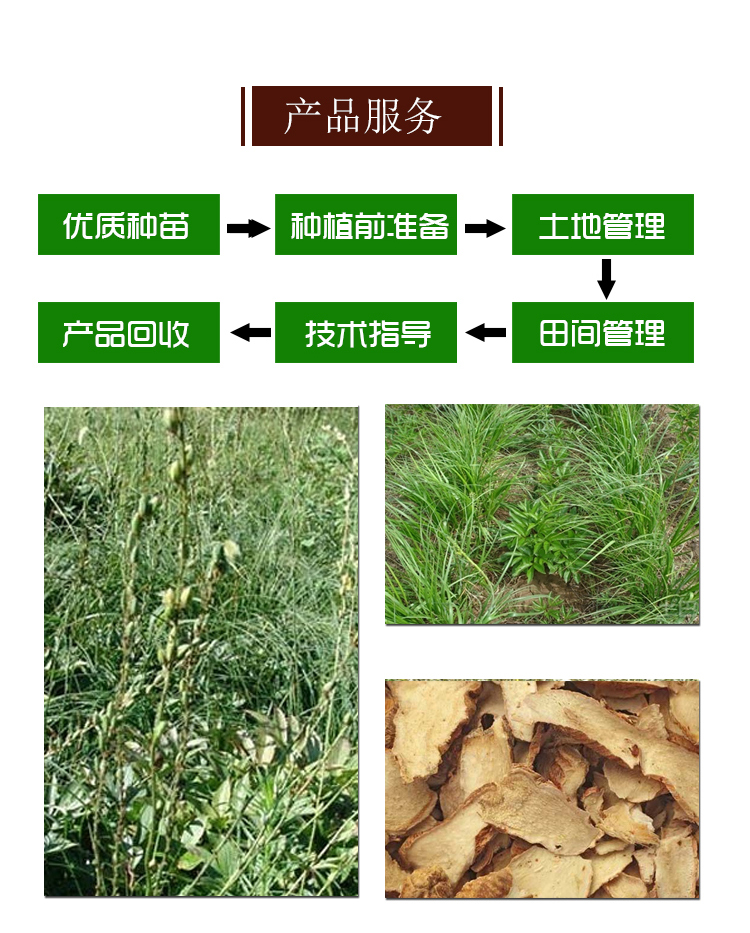 知母种子种植技术