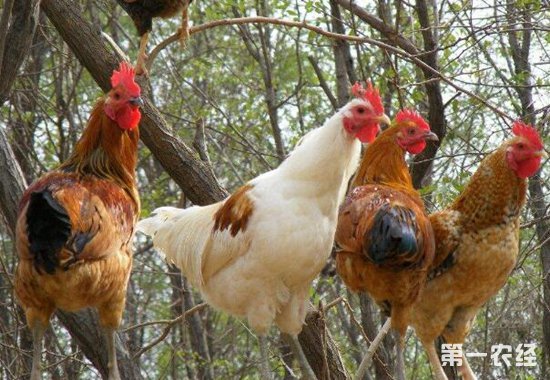 空姐转业养生态鸡，致富的同时带领乡邻脱贫