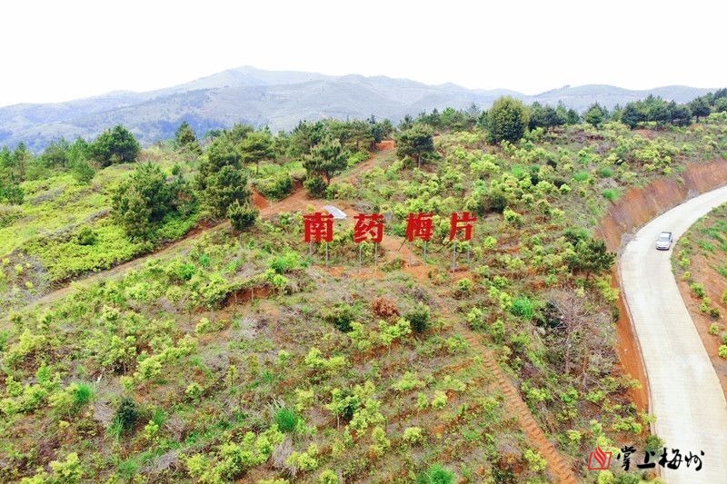 耕绿造“富”！神奇树叶铺开平远脱贫致富路