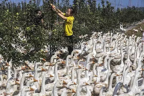 果园养殖致富吗_致富养殖果园图片_致富养殖果园赚钱吗