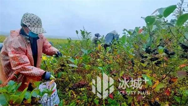 山丘适合种植什么_山丘种植致富_山区种植项目