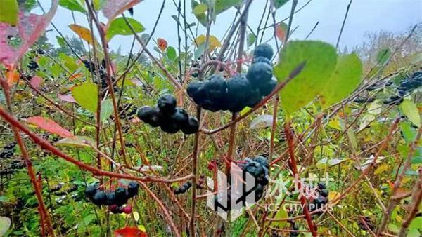 山区种植项目_山丘种植致富_山丘适合种植什么