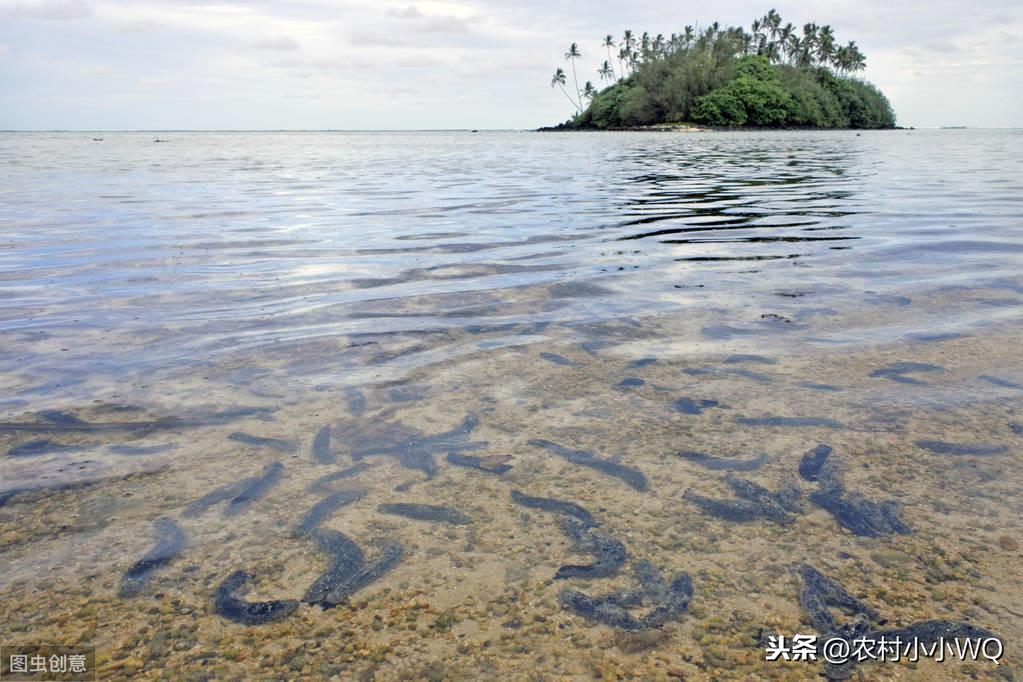 养殖海参苗的过程（“百补之首”海参是怎样养殖的？过程都在这里，需要的朋友可收藏）