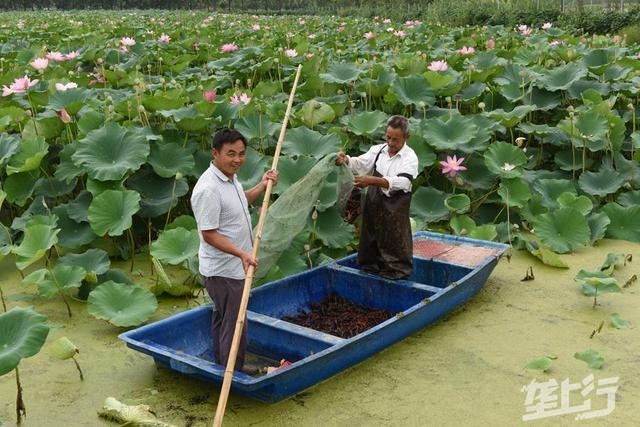 泥鳅小龙虾共养殖技术_龙虾泥鳅的混合养殖法_龙虾养殖泥鳅技术小知识