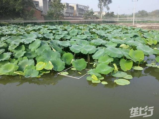 泥鳅小龙虾共养殖技术_龙虾养殖泥鳅技术小知识_龙虾泥鳅的混合养殖法