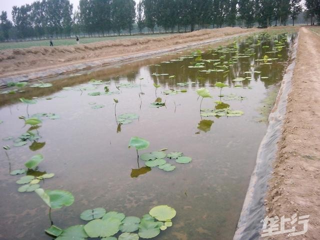 泥鳅小龙虾共养殖技术_龙虾泥鳅的混合养殖法_龙虾养殖泥鳅技术小知识