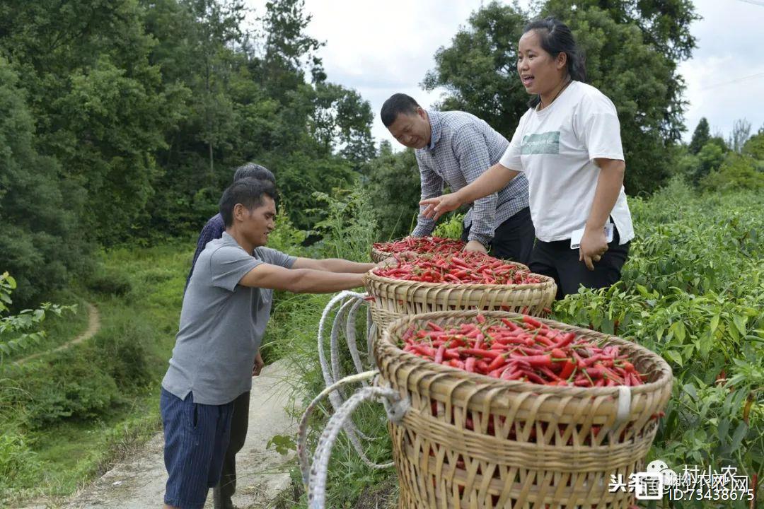 农业致富种植项目_农民致富种植项目_农业种植怎么致富