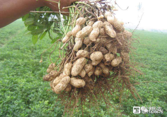 农民致富种植项目_农业致富种植项目_农业种植怎么致富