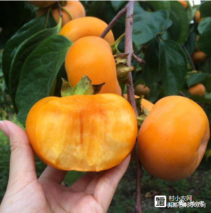 农业致富种植项目_农业种植怎么致富_农民致富种植项目