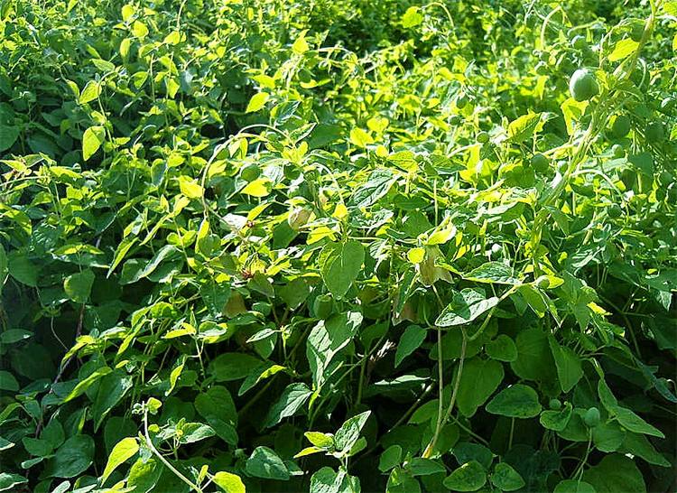 中药材党参种植技术_下载 党参种植技术._党参种植技术与栽培管理视频