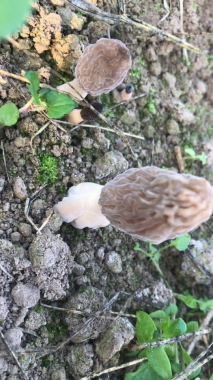 祝贺邵自海种植羊肚菌大获成功