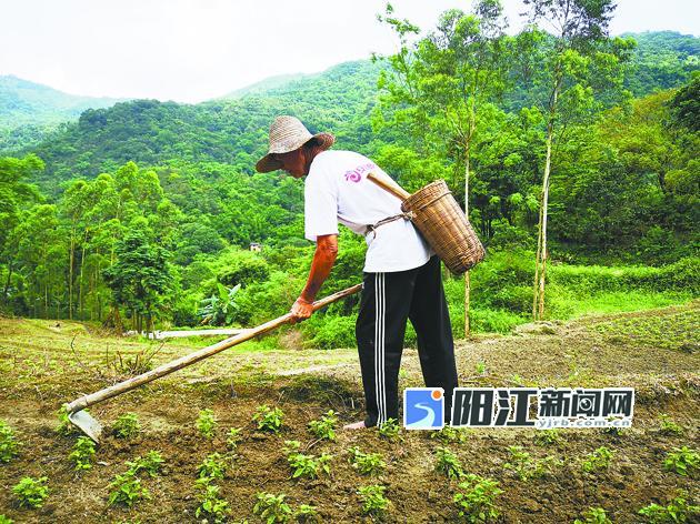 ​大八镇种植面积约500亩，预计亩产值超6000元