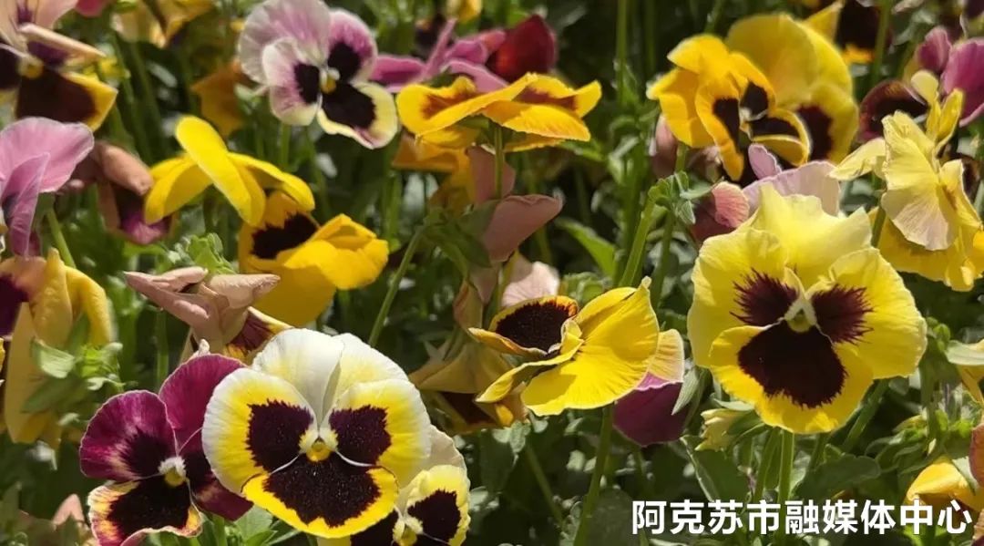 农村致富种植花_种植花卉致富_农村种植花卉