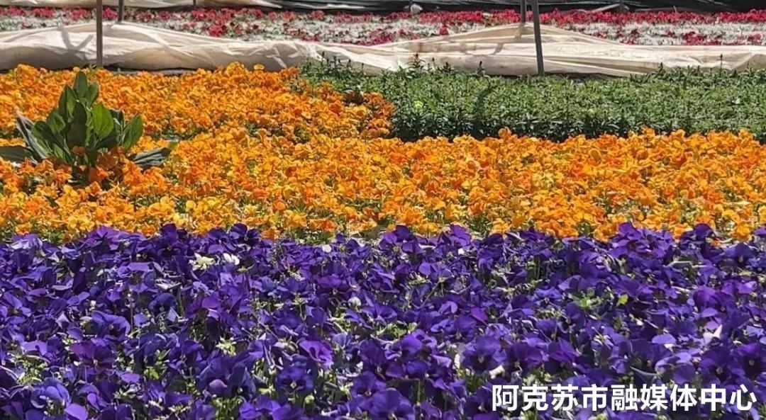 农村种植花卉_农村致富种植花_种植花卉致富