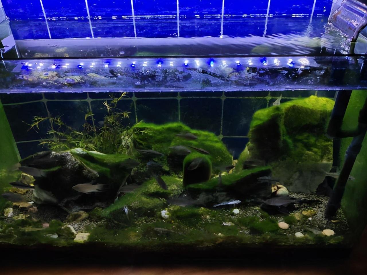 观赏养鱼视频大全集_观赏鱼养殖技术视频_观赏鱼养殖视频大全