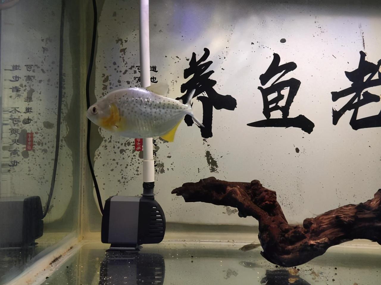 观赏养鱼视频大全集_观赏鱼养殖视频大全_观赏鱼养殖技术视频
