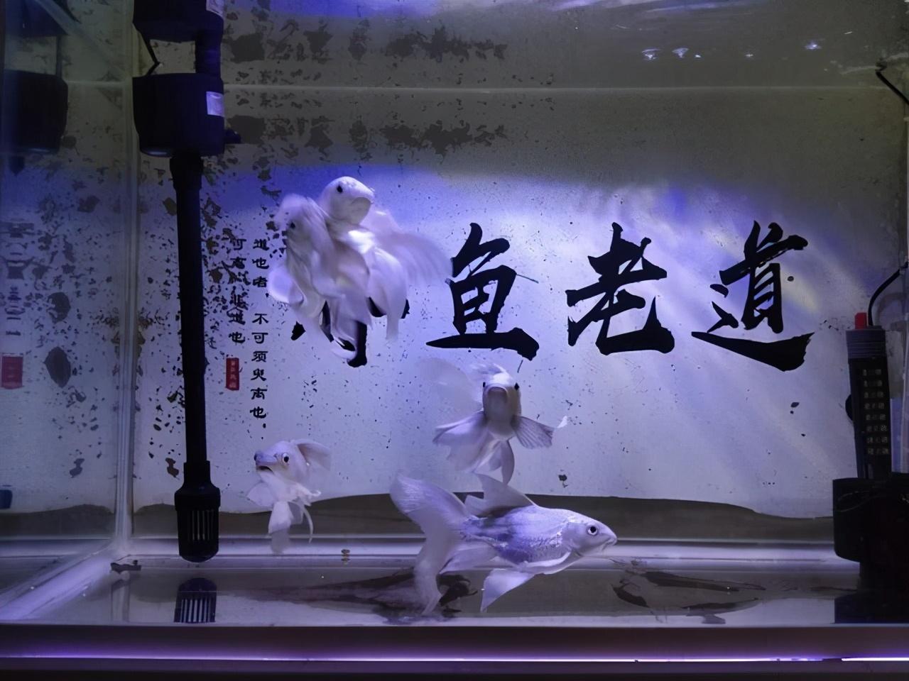 观赏鱼养殖视频大全_观赏鱼养殖技术视频_观赏养鱼视频大全集