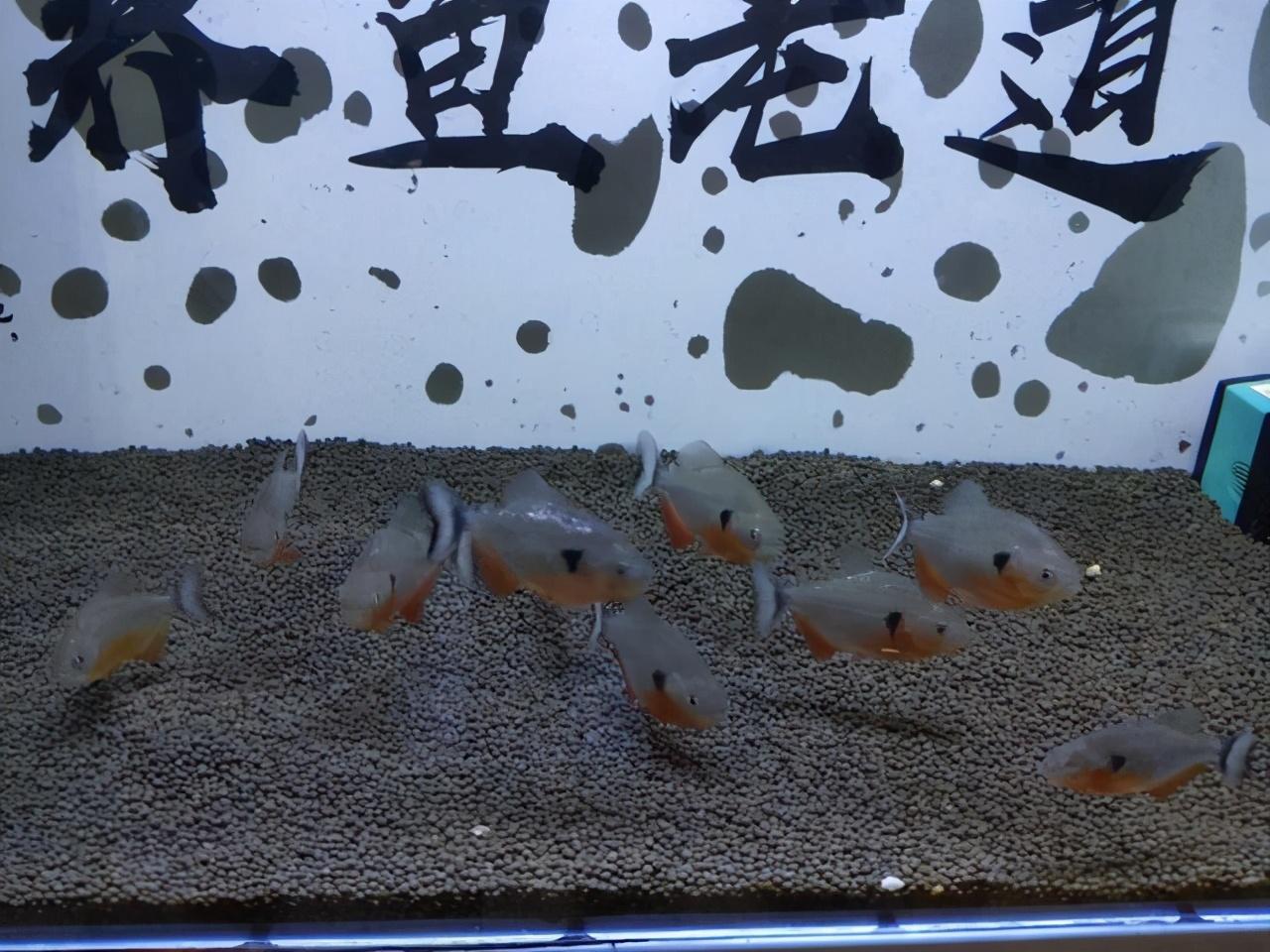 观赏养鱼视频大全集_观赏鱼养殖技术视频_观赏鱼养殖视频大全