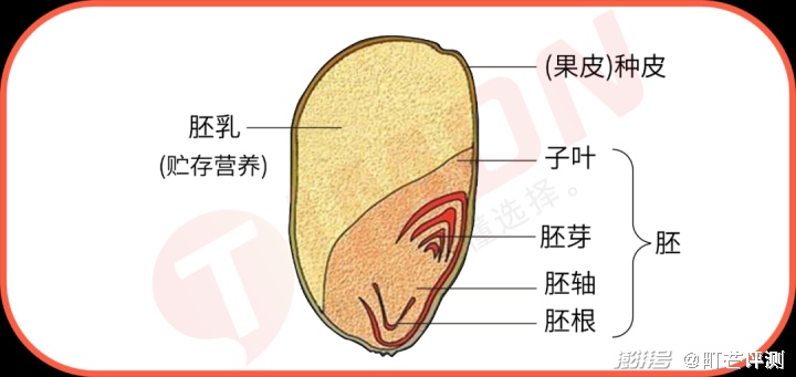 黑小麦致富经_小麦黑是什么意思_黑小麦种植效益