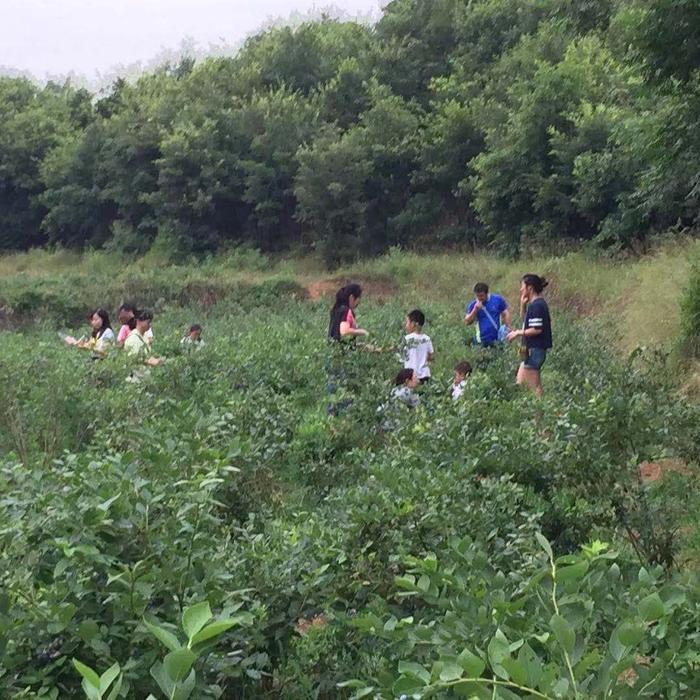 鲁山库区——小品种成就大产业 蓝莓助力脱贫