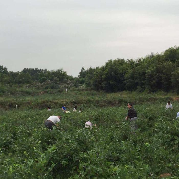 鲁山库区——小品种成就大产业 蓝莓助力脱贫