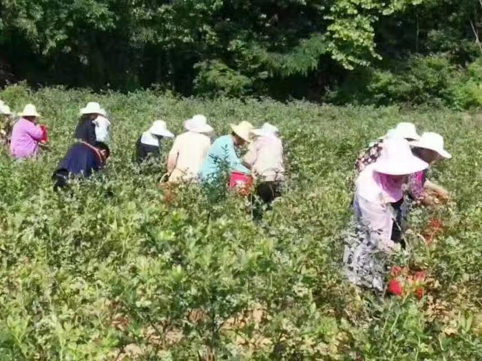 鲁山库区——小品种成就大产业 蓝莓助力脱贫