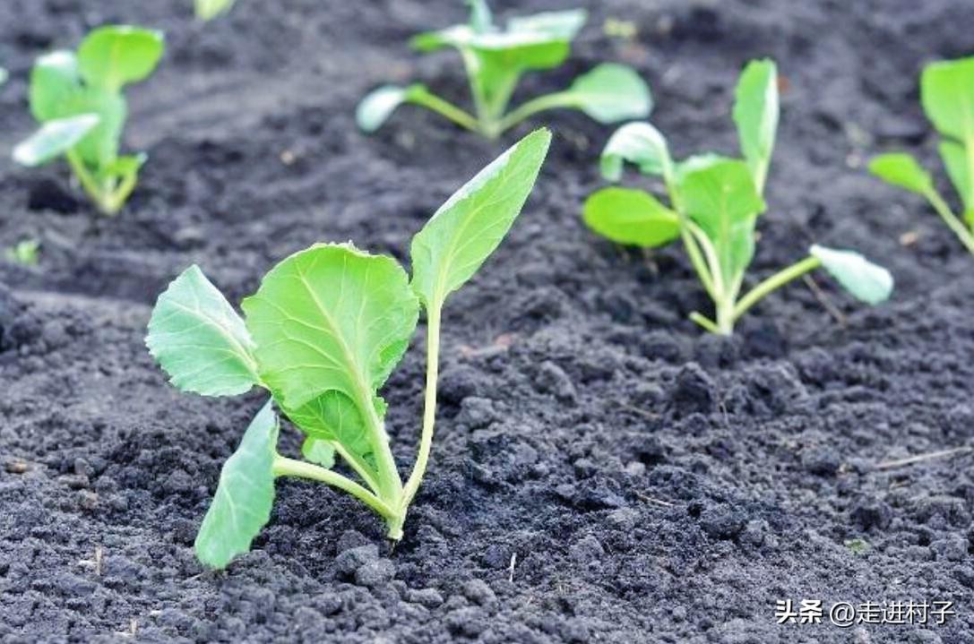 冬季空心菜种植技术视频_冬季种空心菜赚钱吗_空心菜冬天室内种植技术