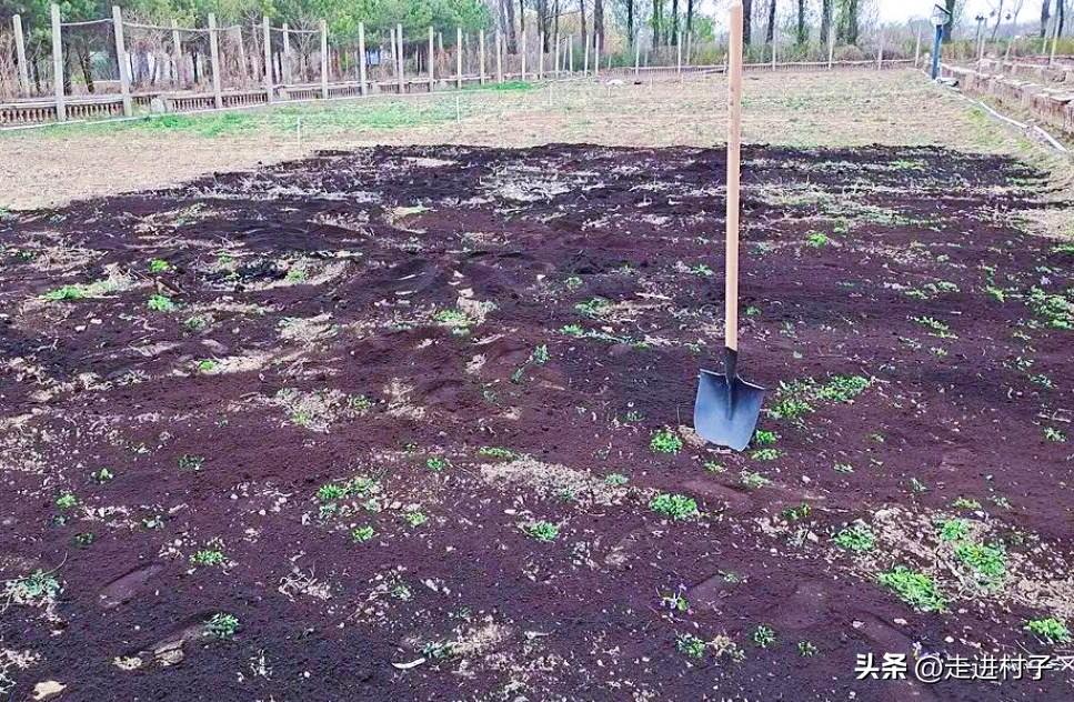 空心菜冬天室内种植技术_冬季种空心菜赚钱吗_冬季空心菜种植技术视频