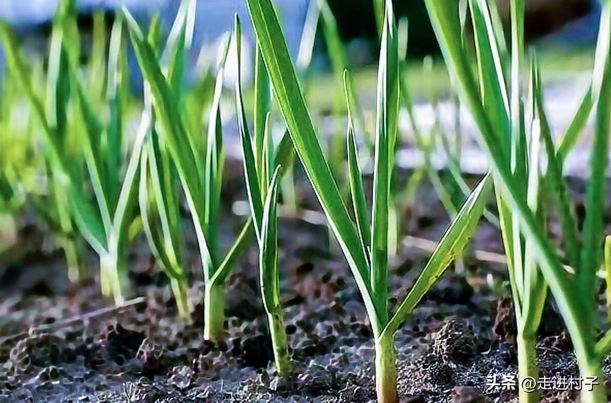 冬季空心菜种植技术视频_冬季种空心菜赚钱吗_空心菜冬天室内种植技术