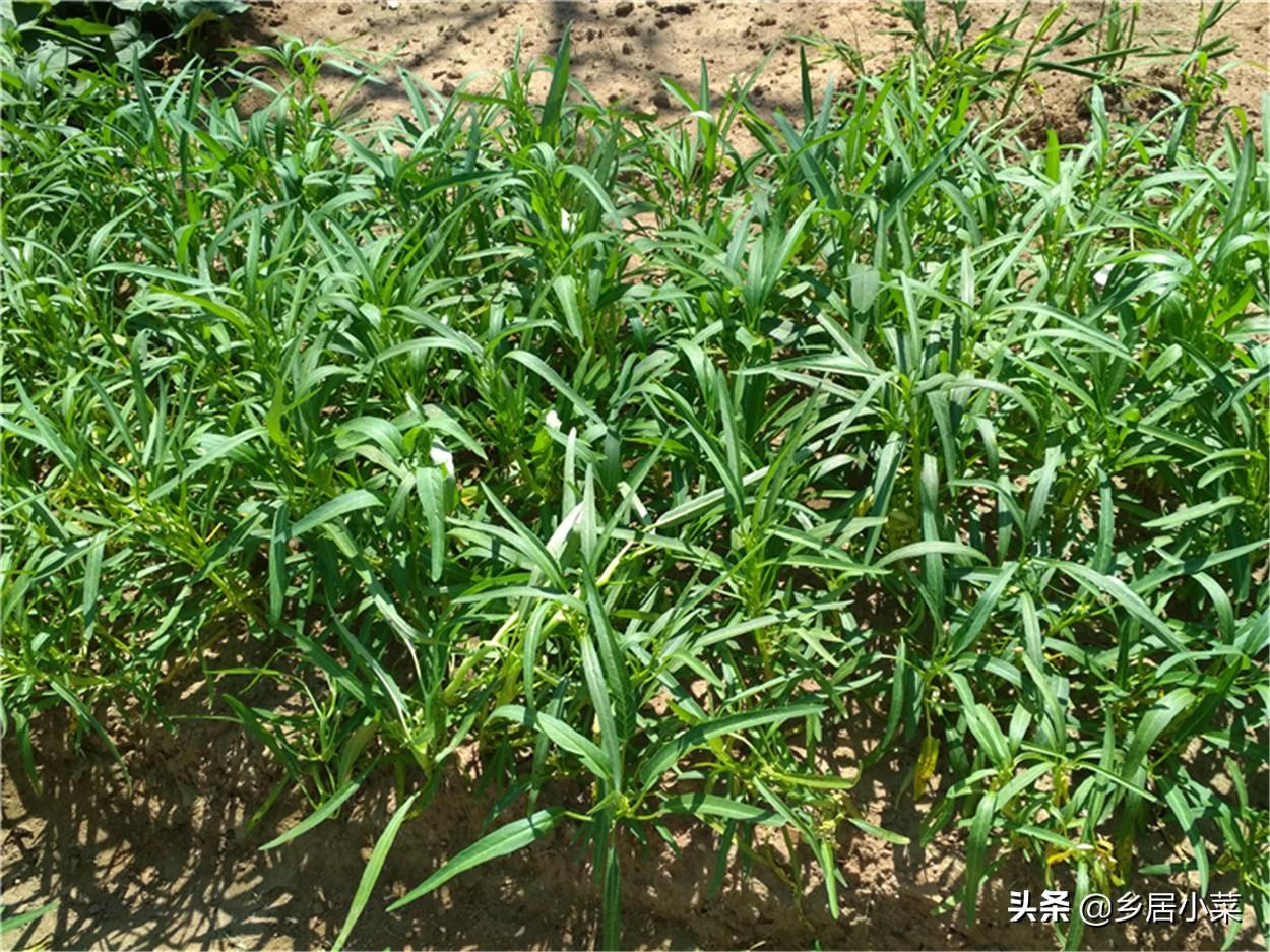 在农村自己种菜吃，选择空心菜是有理由的，不花钱买菜种就扦插种