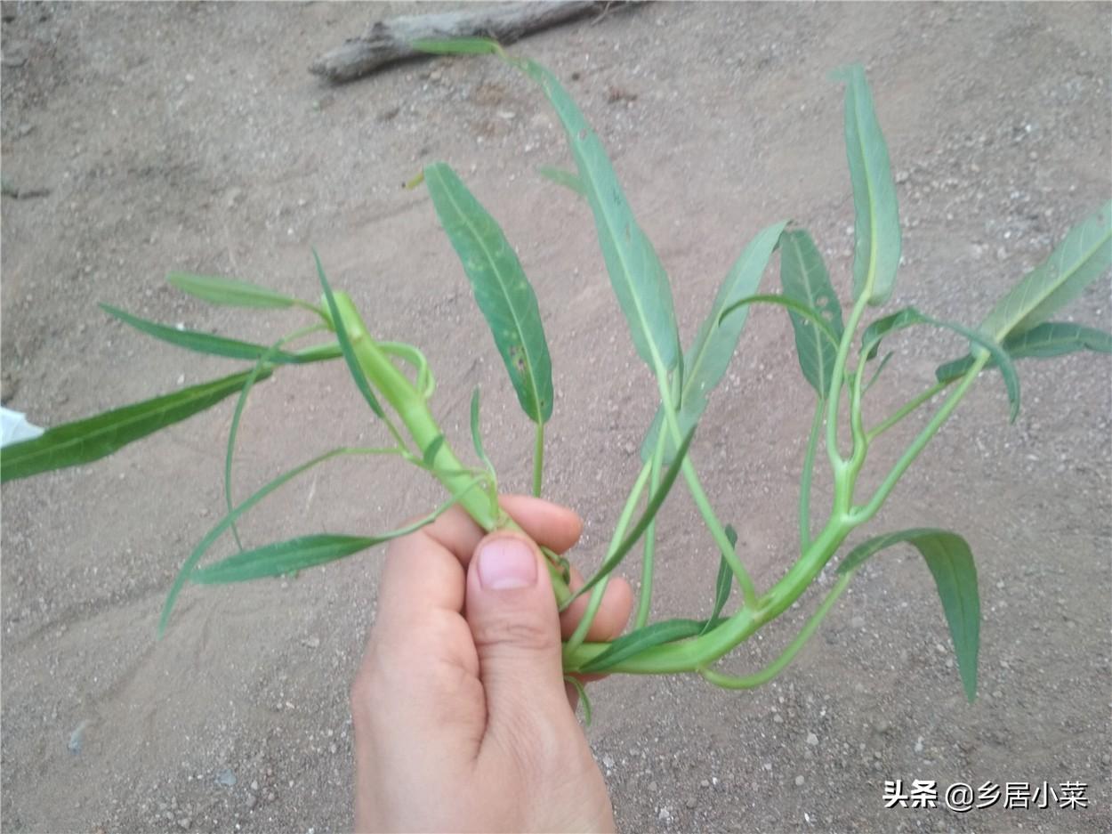 冬季空心菜种植技术视频_空心菜冬天室内种植技术_冬季种植空心菜技术