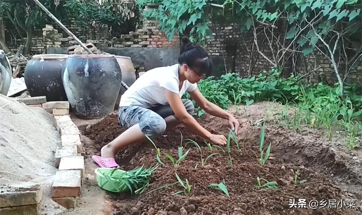 冬季空心菜种植技术视频_空心菜冬天室内种植技术_冬季种植空心菜技术