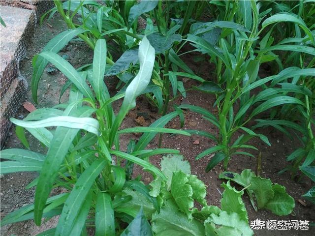 冬季空心菜种植技术视频_冬季种植空心菜技术_空心菜冬天室内种植技术