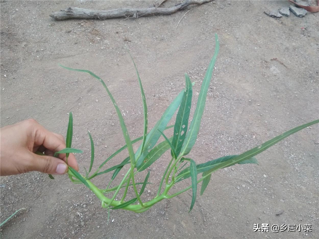 冬季空心菜种植技术视频_空心菜冬天室内种植技术_冬季种植空心菜技术