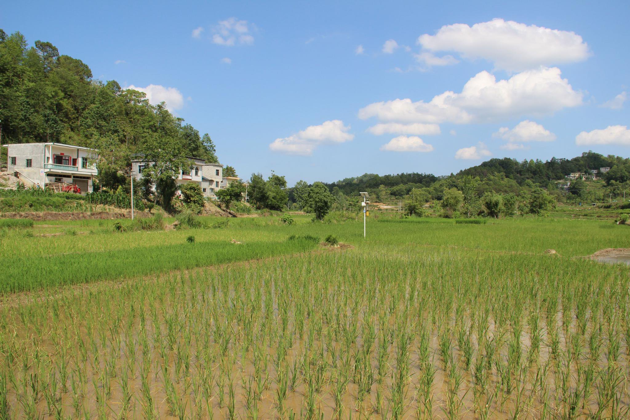 丫科村小红香米种植基地。（王先平 摄）