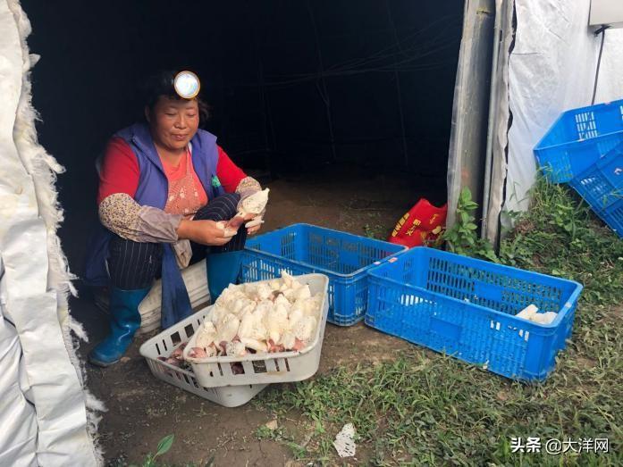 竹荪食用菌_竹荪菌种价格表_致富经竹荪菌