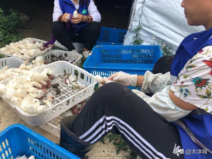 竹荪食用菌_致富经竹荪菌_竹荪菌种价格表