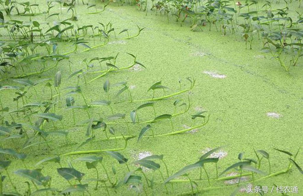 空心菜冬天室内种植技术_冬季种空心菜十搭建图_冬季种空心菜赚钱吗