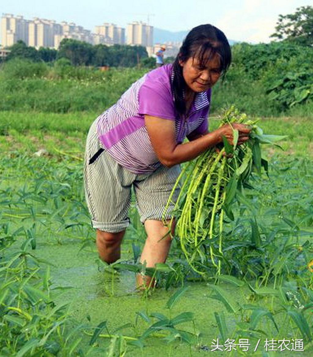 空心菜冬天室内种植技术_冬季种空心菜十搭建图_冬季种空心菜赚钱吗