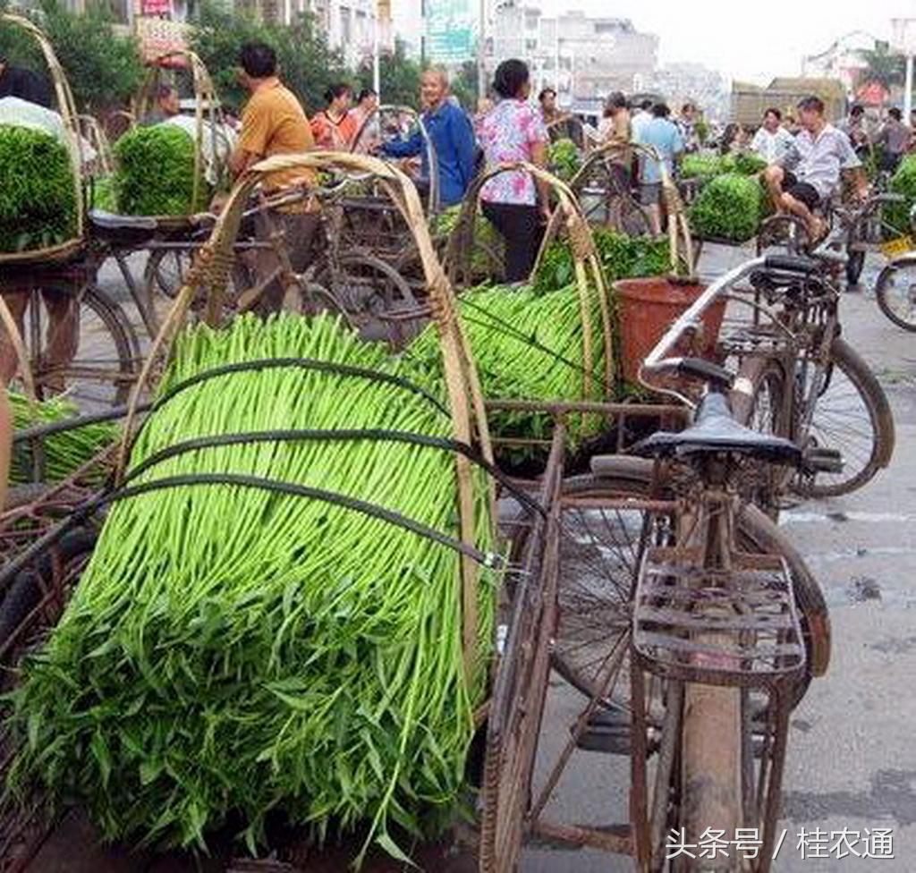 空心菜冬天室内种植技术_冬季种空心菜赚钱吗_冬季种空心菜十搭建图